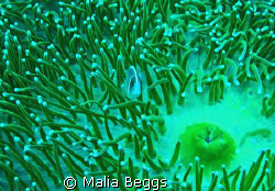 "Camoflauged anemone fish,"Amphiprion perideraion."  I sp... by Malia Beggs 